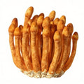 Cordyceps